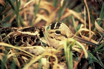 Woodcock on nest. Courtesy of U.S. Fish and Wildlife Service