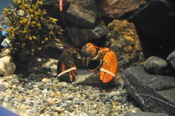 A "split" lobster, one of two different colors, sits in a tank at the Maine State Aquarium May 28. The aquarium recorded one of its busiest opening weekends during Memorial Day Weekend when more than 1,000 visitors went through the doors. BEN BULKELEY/Boothbay Register