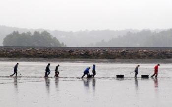 WMS eighth graders seed the flats at Polly Clark Cove on June 11. Courtesy of Wiscasset Middle School 