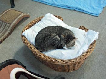 Richie, a 1-year-old male, takes a nap in the outside area (which is still screened in for safety). KATRINA CLARK/Boothbay Register