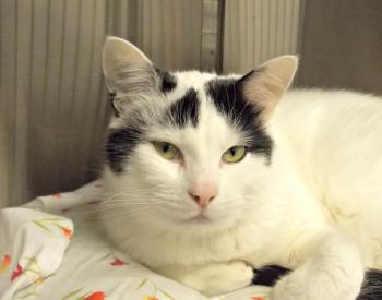 Fluffy, a three-year old male, waits for his forever home at the Shelter. KATRINA CLARK/Boothbay Register