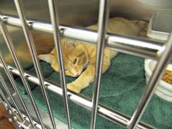 Blake, a three-year old male stray, recovers after routine surgery. KATRINA CLARK/Boothbay Register