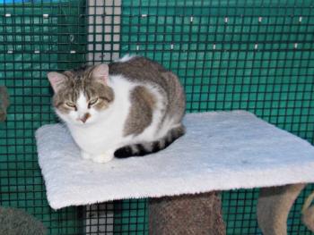 Lexi is four years old, and has a microchip that can be reassigned to a new owner. KATRINA CLARK/Boothbay Register