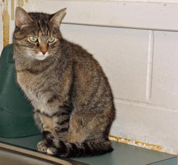 Hammie, an 8-year-old female cat that has been at the shelter since 2012. She is a very independent cat who needs a quiet, adult home. KATRINA CLARK/Boothbay Register