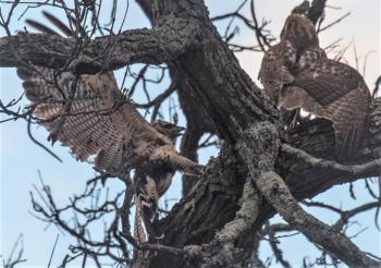 great black hawk, Boothbay Register