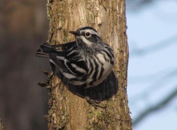 #bird-column, #jeff-and-allison-wells, #boothbay-register, #maine, #birds, #warblers, #black-and-white-warbler