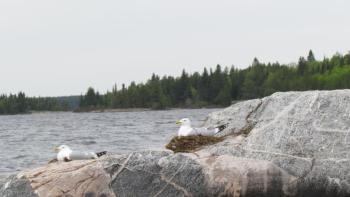 #bird-column, #jeff-and-allison-wells, #boothbay-register, #maine, #gulls, #birds