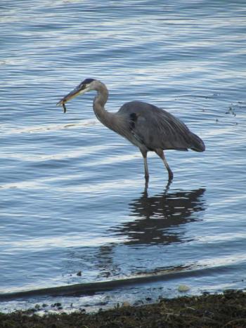 #bird-column, #jeff-and-allison-wells, #Boothbay-Register, #birds, #maine, #great-blue-heron