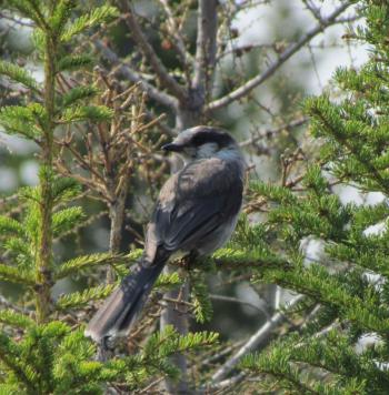 #bird-column, #boothbay register, #jeff and allison Wells, #maine, #cornell, #archie ammons, #mushrooms