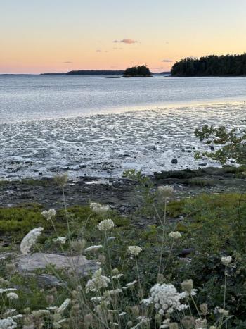 #bird-column, #shorebirds, #Wolfe’s Neck Center, #Freeport, #Maine, #Jeff and Allison Wells, #birds