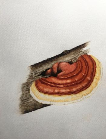 Reishi mushroom watercolor by Hilary E. Bartlett