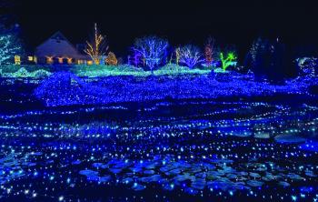 Gardens Aglow. STEVE EDWARDS/Boothbay Register