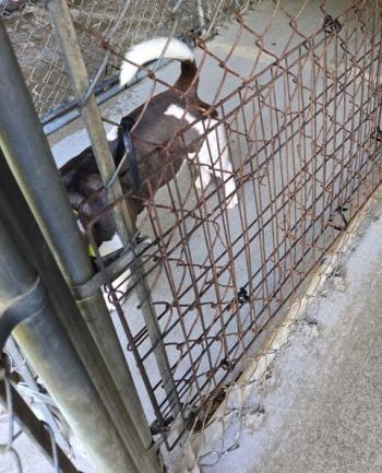 Chainlink fence repair. Midcoast Humane photo