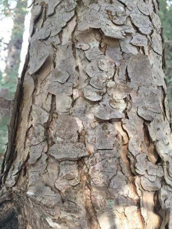 An eastern hemlock at Cross River Preserve. LISA KRISTOFF