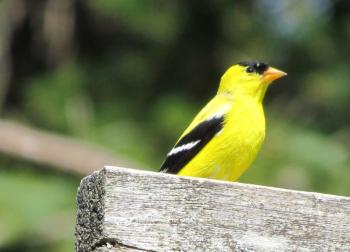 Perhaps the most well known and often seen finches is the American goldfinch. (Photo by Jeff and Allison Wells)