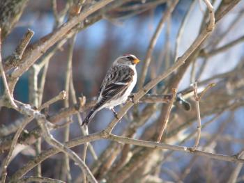 Common redpolls are among the northern finch species that birders excitedly hope to see during "irruption" years, when the species moves south in large numbers. (Photo courtesy of Jeff and Allison Wells)