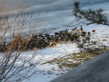 The mallard flock rushes in for a bread hand out. Can you spot the northern pintail among them? (Photo courtesy of Jeff Wells)