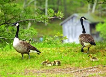 Geese and babies. STEVE EDWARDS/Boothbay Register