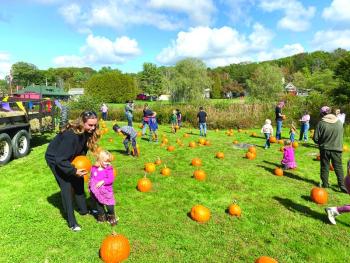 Pumpkin picking at the Boothbay Railway Village Museum. ISABELLE CURTIS/Boothbay Register