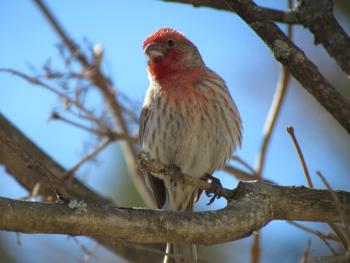 House finch was among the 117 bird species counted in Maine for this year's Great Backyard Bird Count. (Photo courtesy of Jeff Wells)