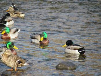 Mallards are easy to identify and count, especially for beginning birders who participated in the Great Backyard Bird Count this year. (Photo courtesy of Jeff Wells)