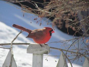 Like thousands of other people who participated in the Great Backyard Bird Count enjoyed seeing birds like the northern cardinal in the yard. (Photo courtesy of Jeff and Allison Wells)