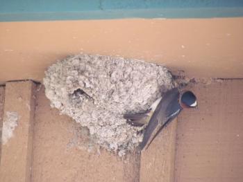 The cliff swallow's gourd-shaped nest, built of mud pellets, was once a common sight under the eaves of homes and barns in midcoast Maine. This photo was taken of a nesting colony in a garage in Yellowstone National Park. Courtesy of Jeff and Allison Wells