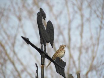 The few song sparrows that spent the winter around the authors' yard are now moving into "spring mode"—singing! (Photo courtesy of Allison Wells)