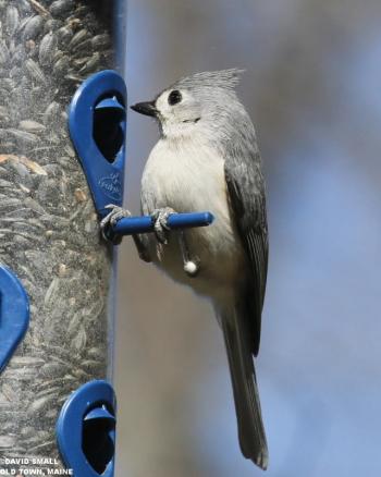 As spring approaches, the singing of the tufted titmouse becomes more prominent, often resulting in "song dueling." (Photo courtesy of David Small)