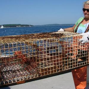 Sally Lloyd, an employee on the 'Amy Gale,' hoists a trap from the side of the boat to a table where the lobsters in it can be sorted. HILARY RIBONS/Boothbay Register Sally Lloyd, lobster, Hilary Ribons, Boothbay Register