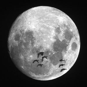 Mallards flying in front of the moon. Courtesy of Kirk M. Rogers.