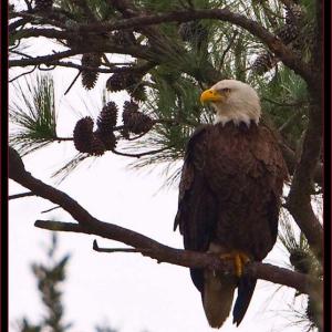 Bald eagle. Courtesy of Kirk Rogers