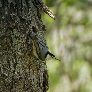 Like Black-capped Chickadees white-breasted nuthatches forage for insects under tree bark to make it through cold spells. Courtesy of Jeff Wells