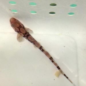 A young chain catshark swims up to the camera at the Maine State Aquarium.