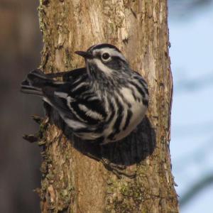 #bird-column, #jeff-and-allison-wells, #boothbay-register, #maine, #birds, #warblers, #black-and-white-warbler