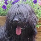 Briard, Barnako