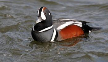 #bird-column, #boothbay-register, #wiscasset-newspaper, #Jeff-and-Allison-Wells, #birds, #maine, #rock-wren, #harlequin-ducks