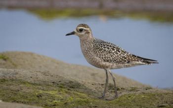 #bird-column, #jeff and allison wells, #boothbay register, #tullik’s odyssey, #birds, #maine, #american golden-plover