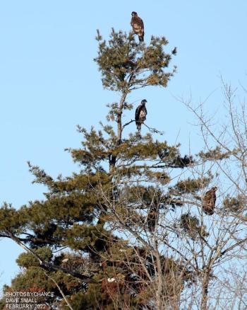 #bird-column, #great backyard bird count, #maine, #jeff and allison wells, #birds, #boothbay register, bald eagle