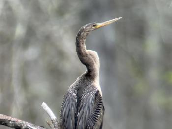 #bird-column, #birds, #cicada, #boothbay register, #Jeff and Allison Wells, #maine, #anhinga