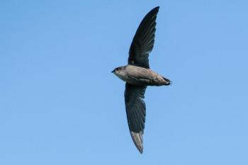 #bird-column, #boothbay register, #jeff and allison wells, #chimney swifts, #maine, #birds, #common grackle