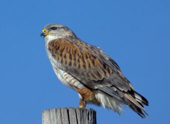 #bird-column, #birds, #cicada, #boothbay register, #Jeff and Allison Wells, #maine, #ferruginous hawk