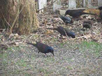 #bird-column, #boothbay register, #jeff and allison wells, #chimney swifts, #maine, #birds, #common grackle