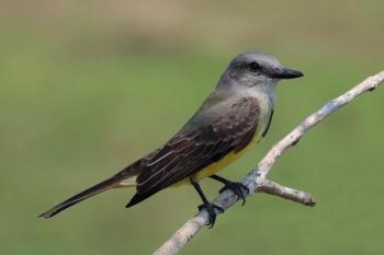 #bird-column, #tropical kingbird, #boothbay register, #jeff and allison wells, #maine, #birds