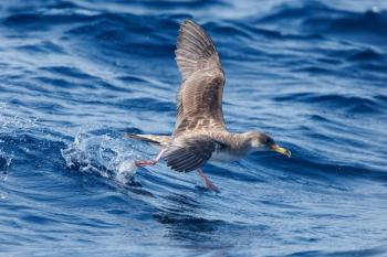 #bird-column, #bird migration, #migration, #birds, #boothbay register, #penbay pilot, #wiscasset newspaper, #jeff and allison wells, #maine, #cory’s shearwater