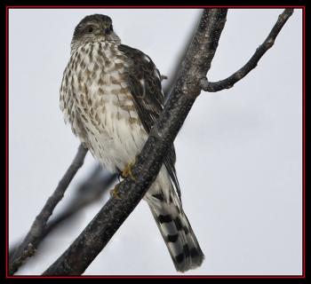 Sharp-shinned Hawk, Kirk Rogers