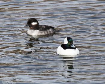 #bird-column, #great backyard bird count, #maine, #jeff and allison wells, #birds, #boothbay register, bufflehead