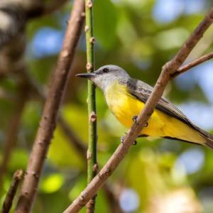 #bird-column, #tropical kingbird, #boothbay register, #jeff and allison wells, #maine, #birds